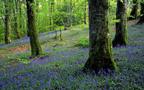 Purple Valley