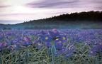 Purple Valley