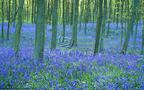 Purple Valley