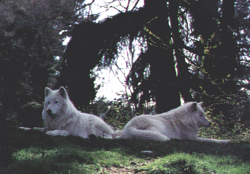 FirE^PawS and Naicila, sisters, chillin' on the south side of the clearing