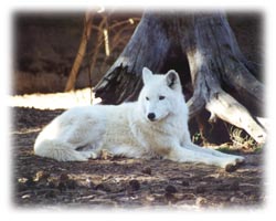 FirE^PawS Amarante, former Elder Silver Mist, deceased