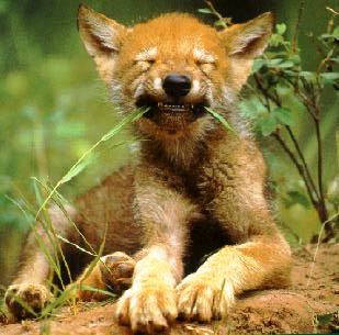 Wolf pups do have many social freedoms.
