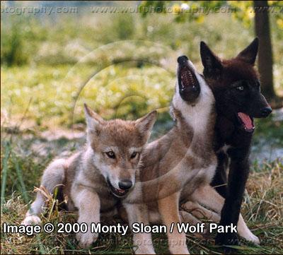 Obsidian playing with his friend Lenolia and sister Lyanesse