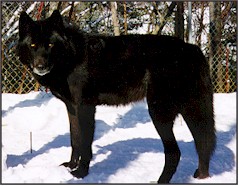 RebelWolf Amarante, Silver Mist