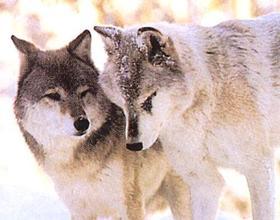Contrary to popular belief, wolves do not always mate for life.