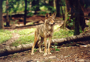 Yenko, former Caretaker Silver Mist, deceased