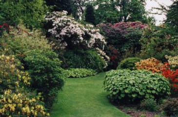 Incredible azaleas blossom in the gardens in late May