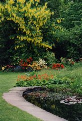 The trees glow with yellow flowers around the goldfish pond