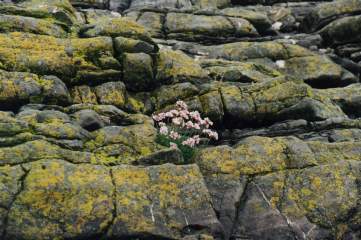 Tucked away between the cobbles are treasures such as this Sea Pink or Thrift