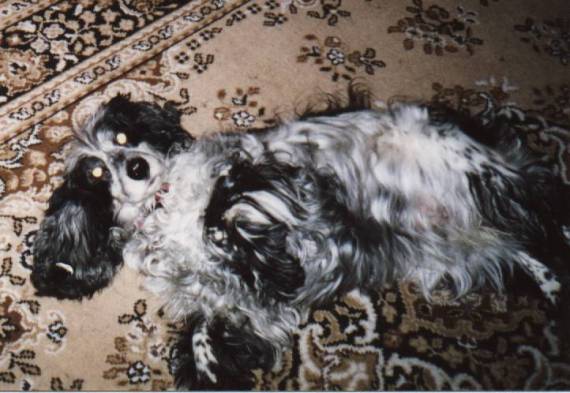 RIP 10th August 2005 aged 17 years..