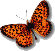 orange butterfly