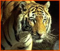 tiger