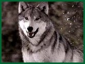 protector wolf
