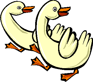 ducks