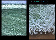  Click to see two water details side-by-side