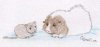 'Hoppy' and 'Spicy' by Celine