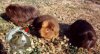'Spicy' with Alix's 'Lucy,' 'Hillary' and 'Minky' by Alix