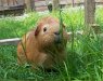 Treen's 'Fred'