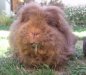 Alix's 'Lucy' - passed on in February, 2005