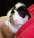 Lisa's 'Ringo' - passed on in December, 2004