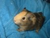Caitlin's 'Honeybun'