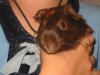Caitlin's 'Rolo'
