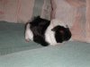 Nancy's 'Guinea'