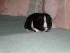 Nancy's 'Oreo'