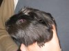 Maria's 'Svartis' - passed on in November, 2004