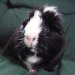 Jo's 'Bertie'