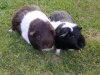 Ben and Kleo's 'Truffle' and 'Blackie' - Blackie passed on in October, 2004'