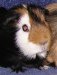 Ben and Kleo's 'Patch' - passed on in November, 2004