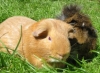 Izzy vH's 'George' and 'Batley'