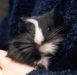 Izzy vH's 'Gerbil'