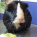 Izzy vH's 'Phoebe'