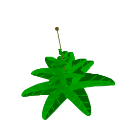 facette leaf bush