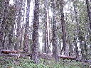 Torn Tree