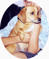 Sadieoval.gif (122259 bytes)