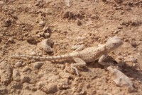 lizard 