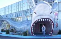 shark 