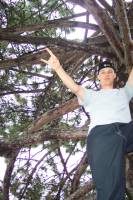 triptree1 