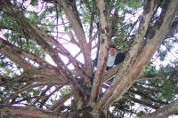 triptree2 