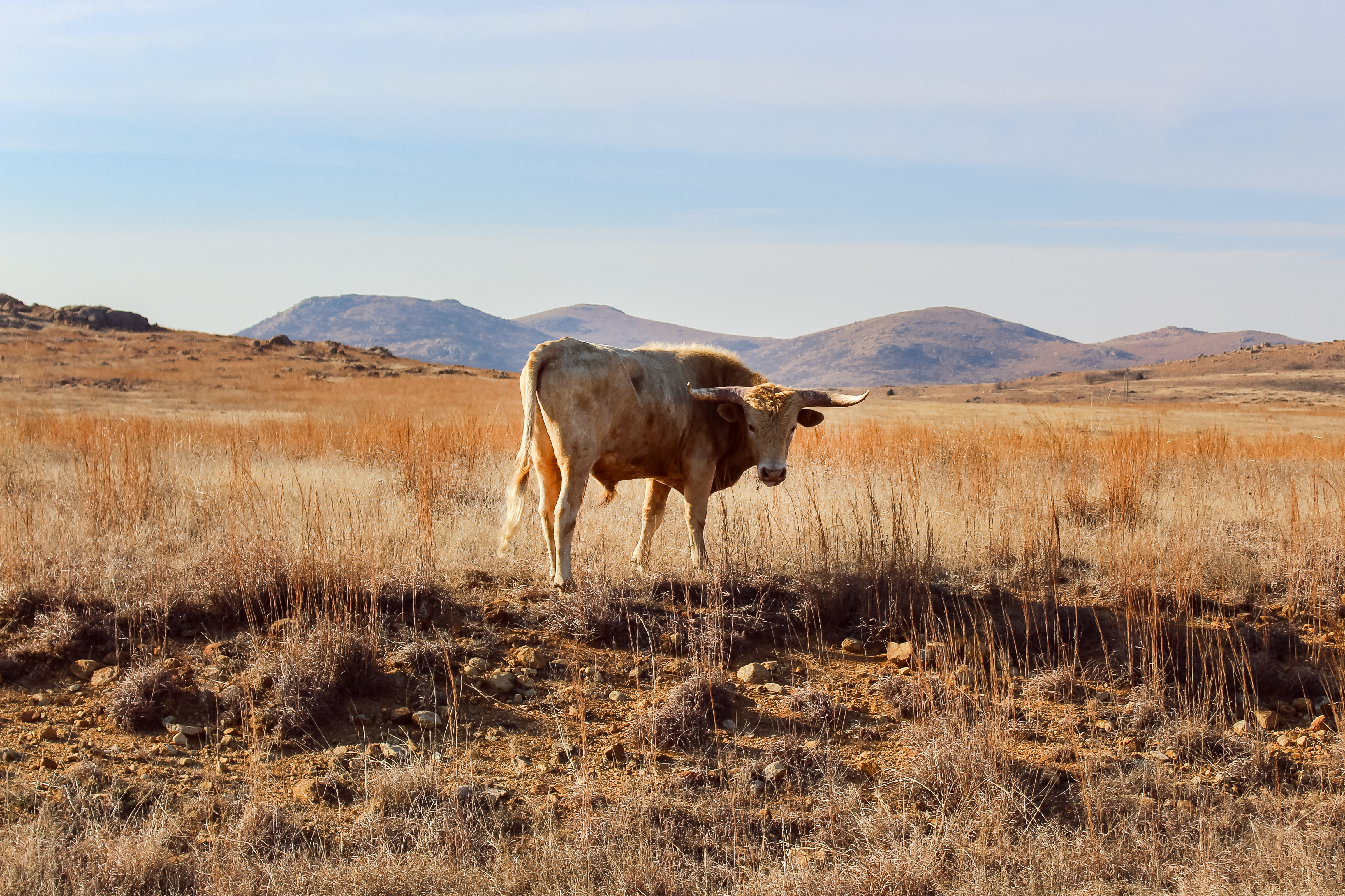 Longhorn