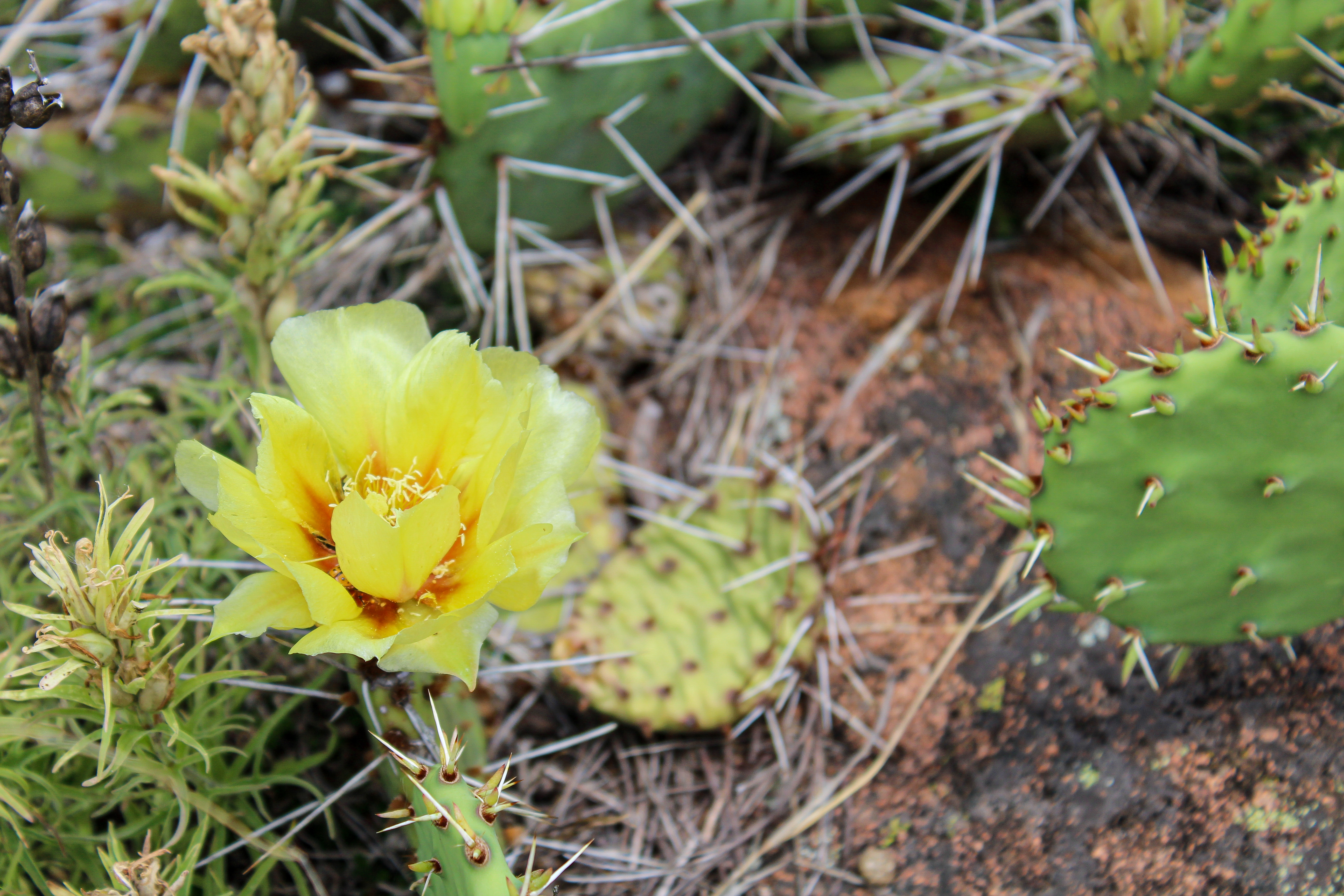 Prickly Pear in Bloom