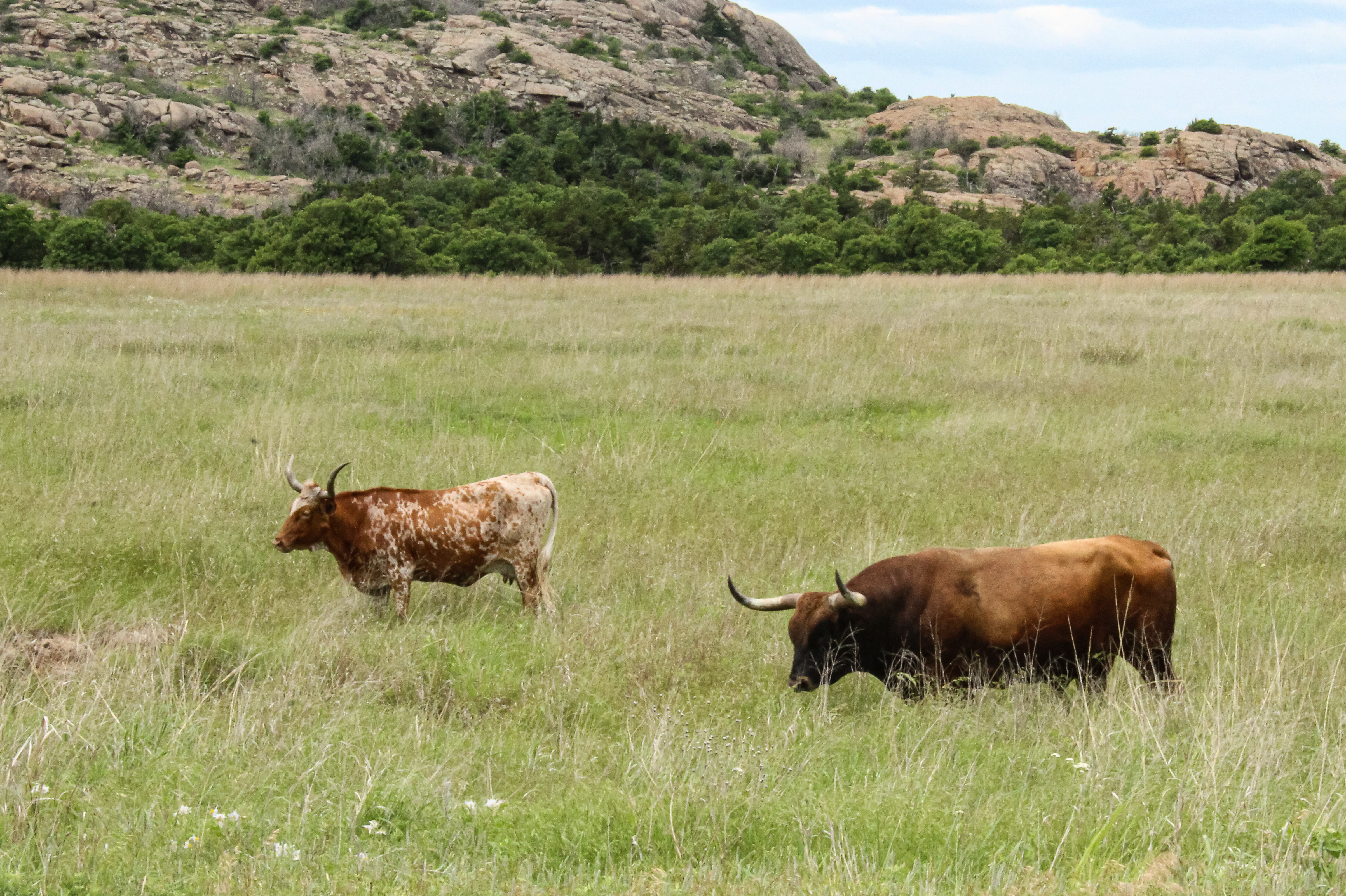Wild Longhorns