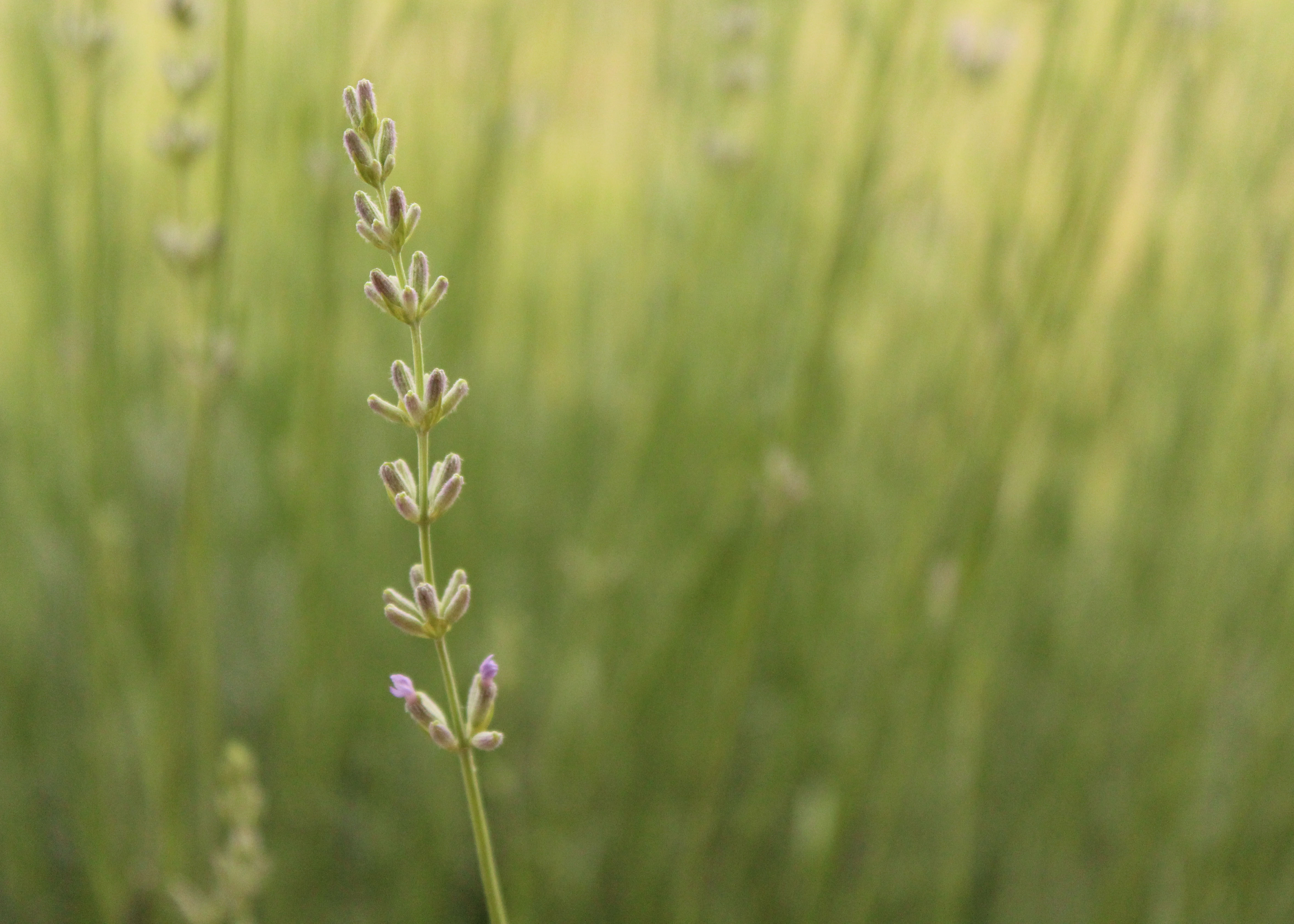 Lavender Buds