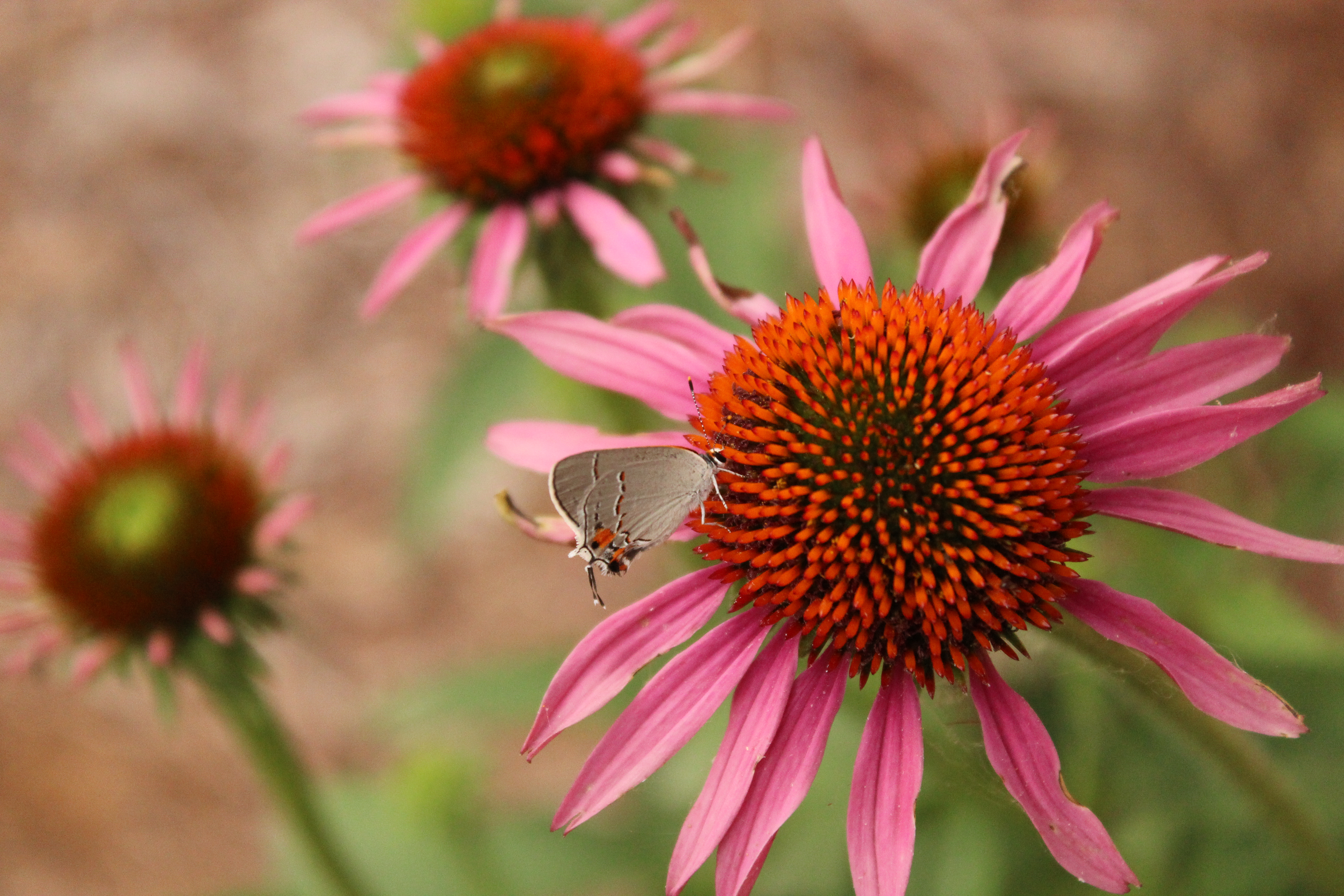 Coneflowers