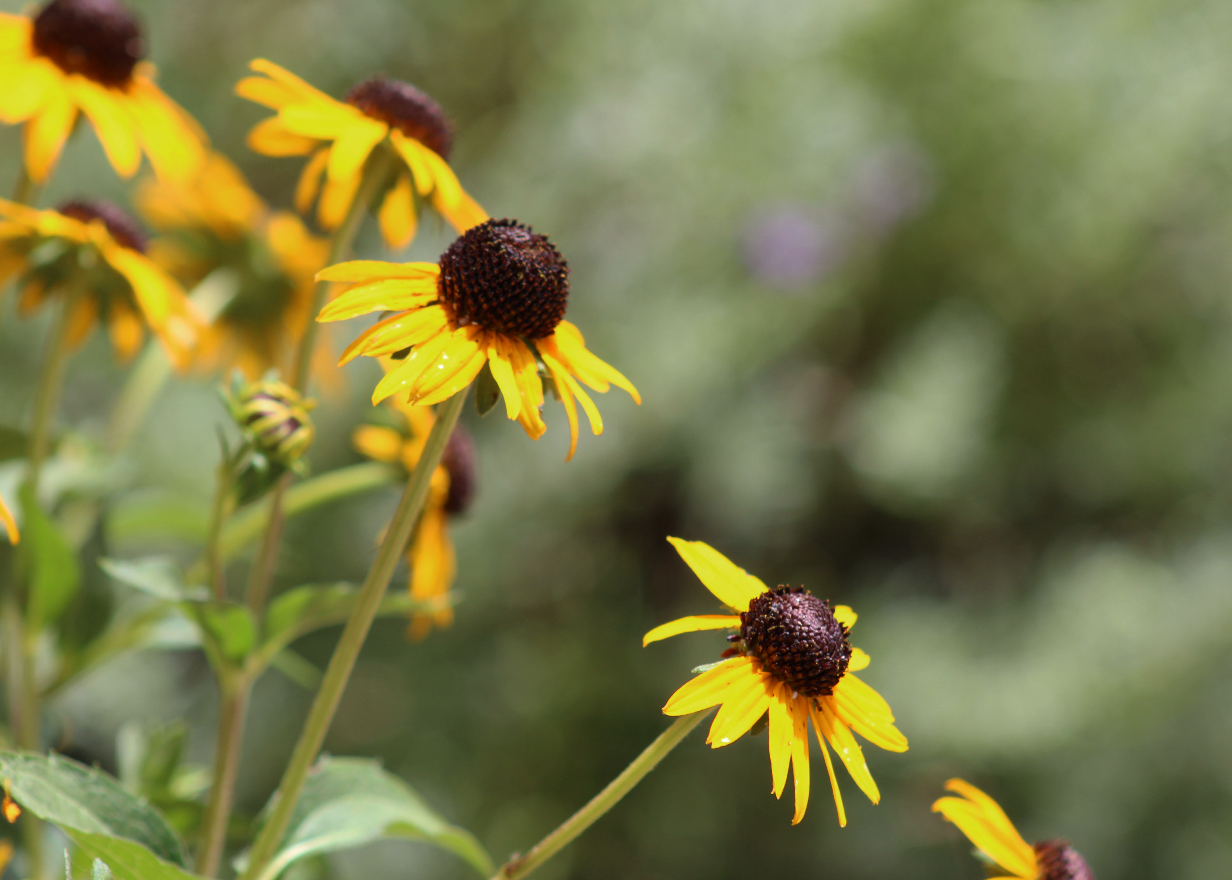 Black-eyed Susans