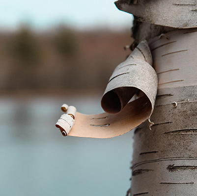 Birch Curl
