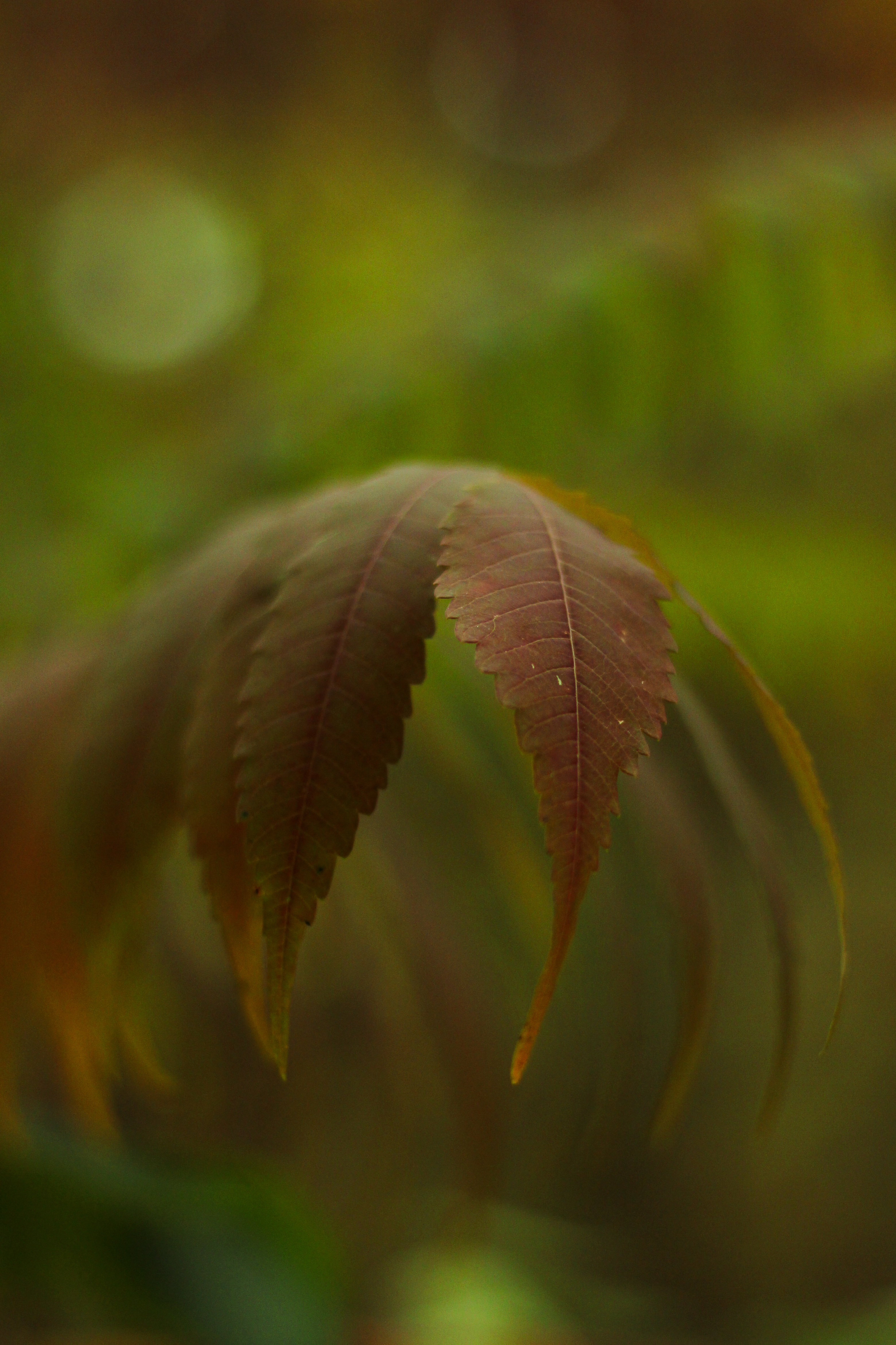 Leaves in Autumn